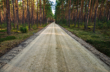 Leśna droga © Filip Olejowski