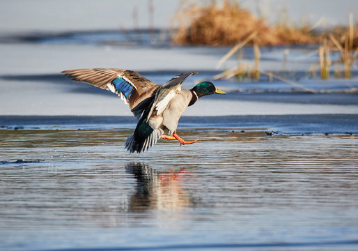 Mallard (Anas platyrhynchos) flying and landing into icy water at a frozen lake in the spring in Finland.