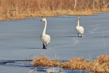 Whooper swan (Cygnus Cygnus) couple walking on the ice of a frozen lake in the spring in Finland.