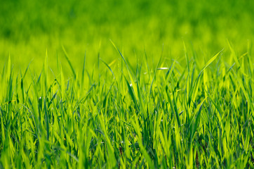 Green grass texture from a field