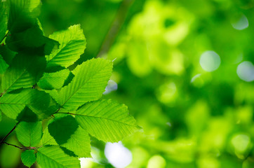 Fototapeta na wymiar green leaves over green background