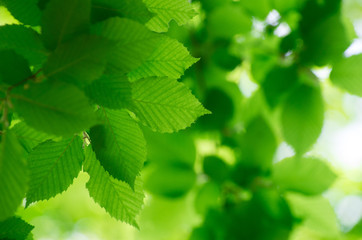 Fototapeta na wymiar green leaves over green background