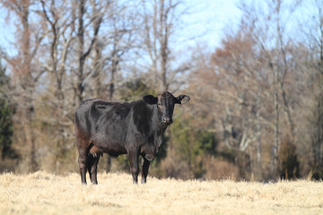 Healthy Black angus cow with udders visible in a fall, winter or spring pasture with bare trees