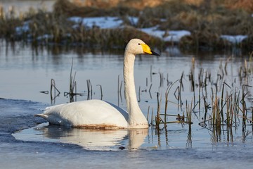 Whooper swan (Cygnus Cygnus) swimming in icy lake in the spring in Finland.