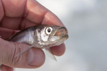 live smelt fish in hand closeup