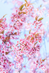 Blurred of Sakura flowers blooming. Beautiful pink cherry blossom in the pastel color style for background.