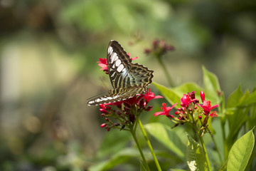 Butterfly and Red Flowers