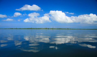 Mangroves forest in Thailand