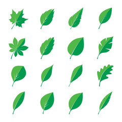 Set of Green Leafs. Vector Illustration.