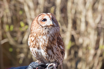 Tawny owl looking sideways