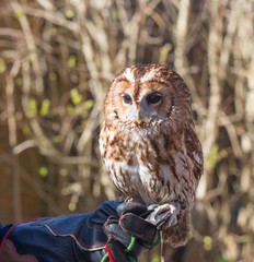 Tawny owl on gloved hand