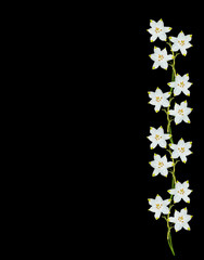 spring flowers snowdrops isolated on black background