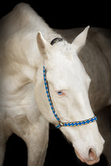 Portrait of isabella Akhal-Teke horse 
