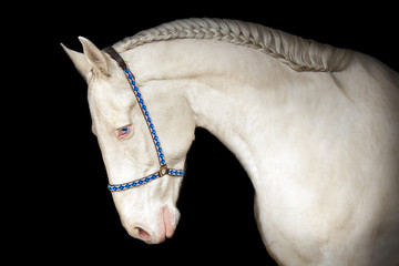 Portrait of isabella Akhal-Teke horse 
