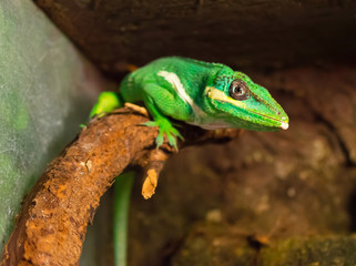 Chameleon is facing a tree branch