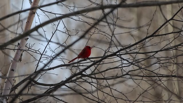 Cardinal rouge