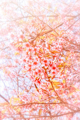 Obraz na płótnie Canvas Blurred of Sakura flowers blooming. Beautiful pink cherry blossom in the pastel color style for background.
