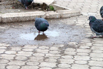 Голубь пьёт воду из лужи