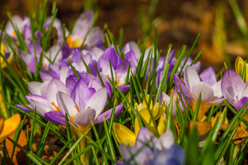 Spring violet crocuses