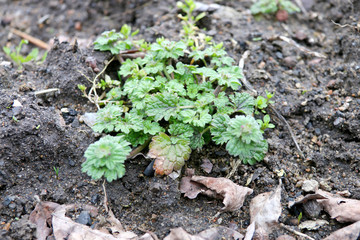 Трава весенняя на земле
