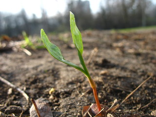 Small green sprout out of the ground in early spring.