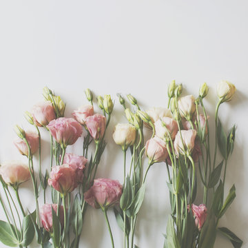 Overhead view of pink Lisianthus flowers on a white background