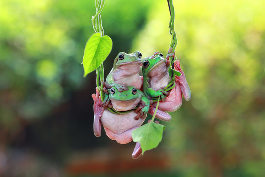 Three dumpy tree frogs hanging on vine, indonesia