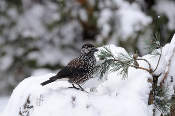 Spotted nutcracker on the snowdrift in winter forest