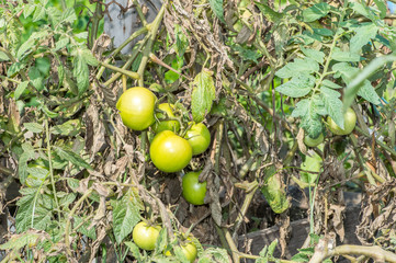 Wild green tomato