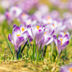 blooming violet crocuses in Tatra Mountains, spring flower