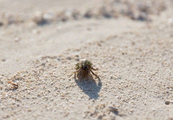 cancer with shell on beach sand