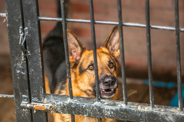 German Shepherd dog in the crate in shelter