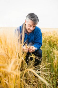 Farmer holding ears of wheat