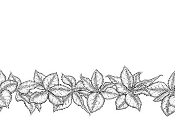 Hand drawn seamless border with foliage of rose. Monochrome leaf. Detailed sketch of leaves isolated on white background.  Black and white pencil or ink drawing