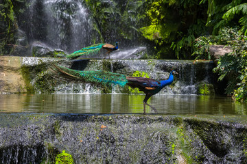 Indian blue peafowl in Kuala Lumpur, KL Bird Park, Malaysia