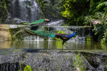 Photo sur Plexiglas Paon Indian blue peafowl in Kuala Lumpur, KL Bird Park, Malaysia