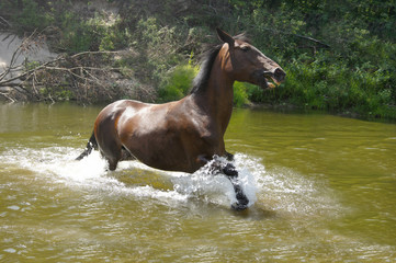 horse running in the water