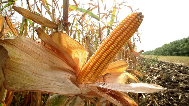 Spadix of sweet corn