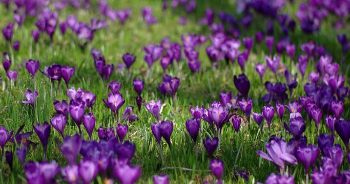 Field of Blooming Crocuses in the Mountains at Spring