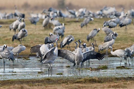 Common crane (Grus grus)