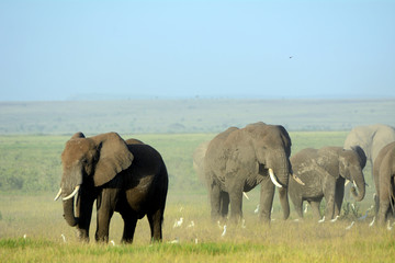 Fototapeta na wymiar African elephants and the Kilimanjaro, Amboseli National Park, K