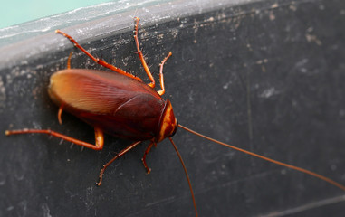 brown cockroach
