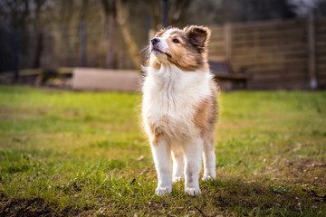 The pose