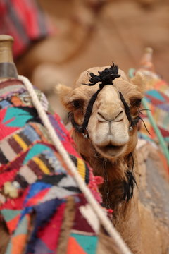 chameau à Pétra – Jordanie