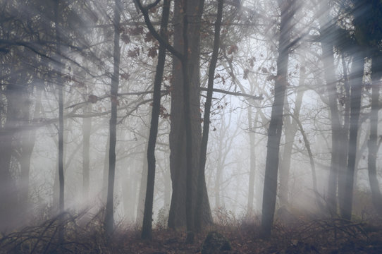 Fototapeta Sunshine through the trees in the fog