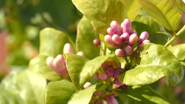 Lemon blossom in spring, azahar flower