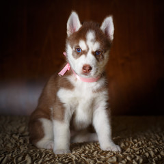 Siberian husky puppy