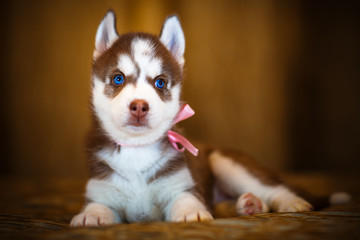 Siberian husky puppy