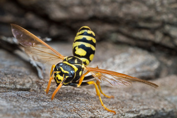 European paper wasp