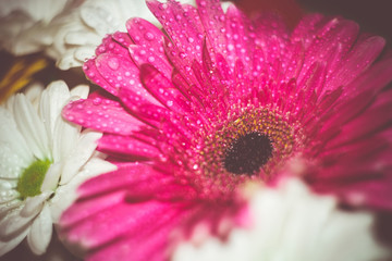 Obraz premium Pink Gerbera Macro Retro